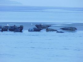 Escapade en PICARDIE : Les phoques à marée descendante à la tombée de la nuit